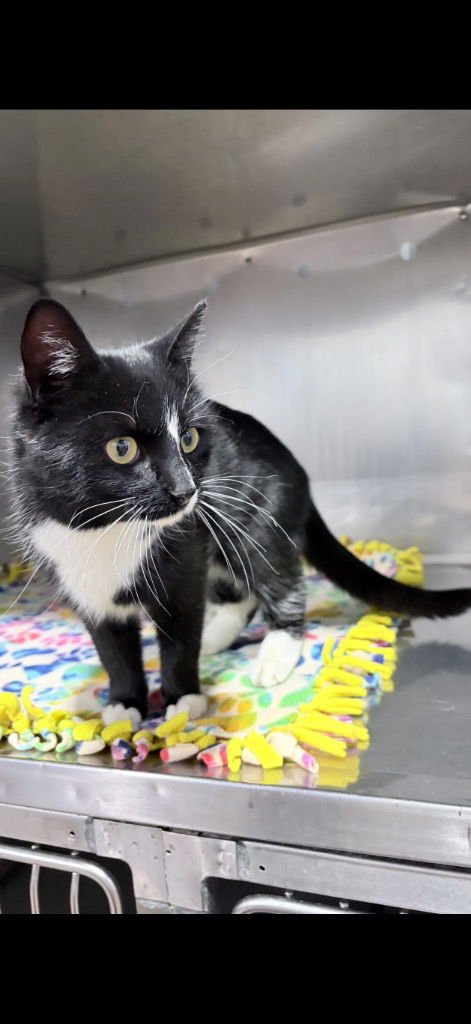 MILKY WAY - FEE WAIVED - Domestic Short Hair / Domestic Medium Hair available for adoption