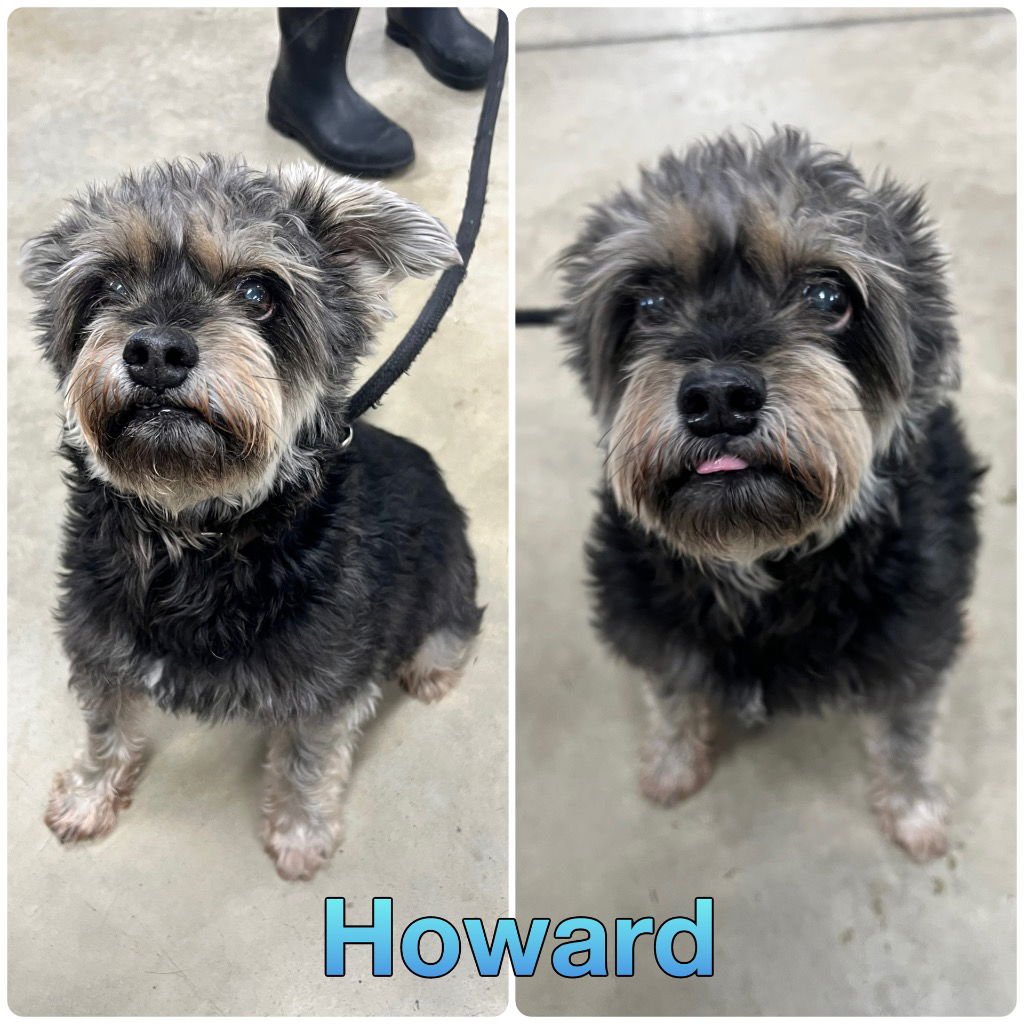 HOWARD - Terrier available for adoption