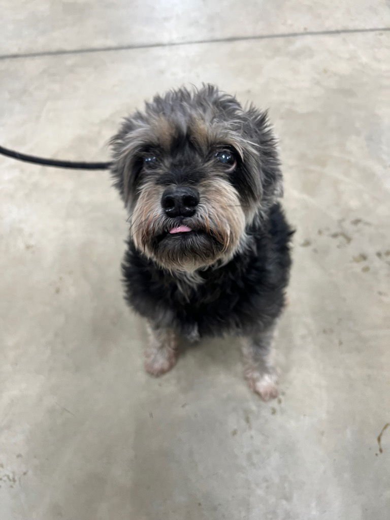 HOWARD - Terrier available for adoption