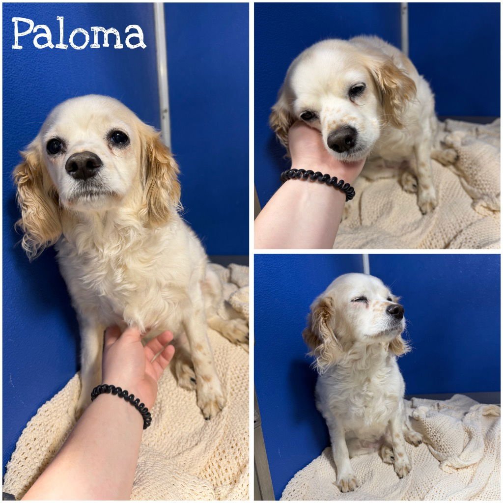 PALOMA - Cavalier King Charles Spaniel available for adoption