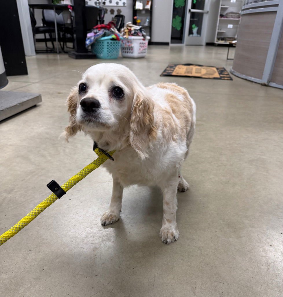 PALOMA - Cavalier King Charles Spaniel available for adoption