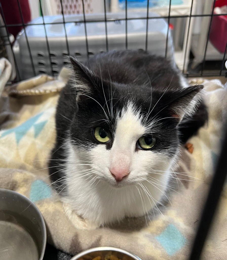 EVA - FEE WAIVED - Domestic Medium Hair available for adoption