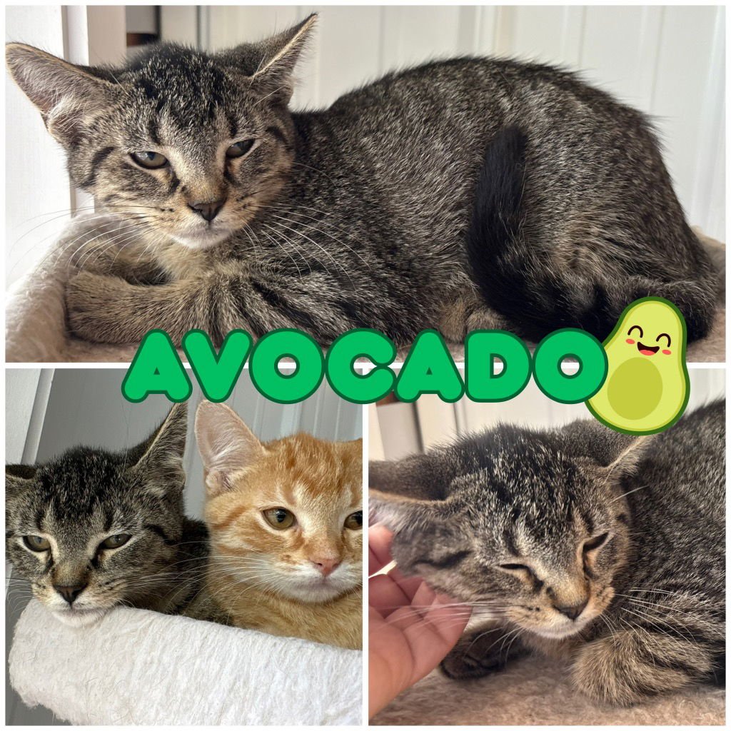 AVOCADO - Domestic Short Hair available for adoption