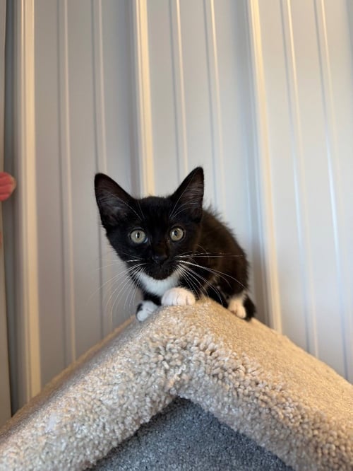 DOTTIE - Domestic Short Hair available for adoption