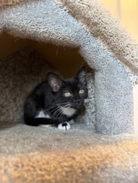 Dottie - Photo 4