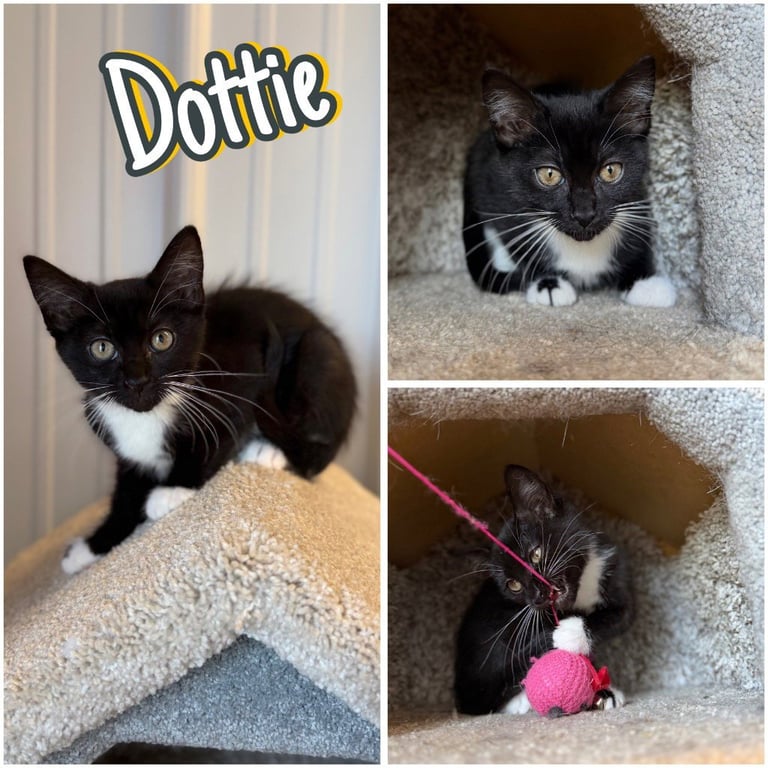 Dottie Image