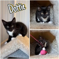 Dottie - Photo 1