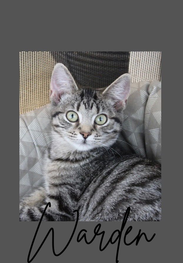 WARDEN - Domestic Short Hair available for adoption