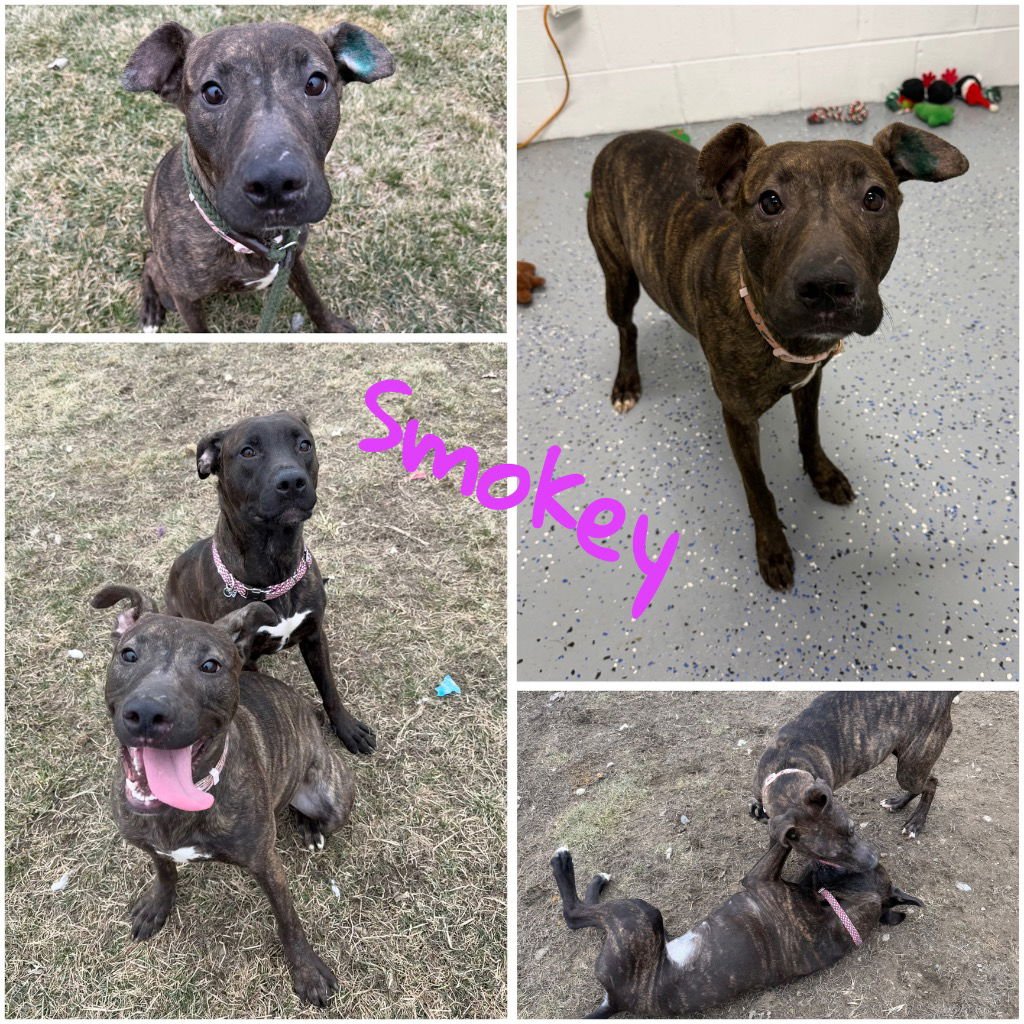 SMOKEY - American Staffordshire Terrier / Labrador Retriever available for adoption