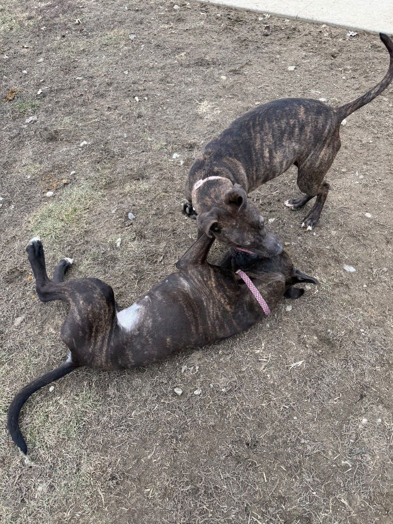 SMOKEY - American Staffordshire Terrier / Labrador Retriever available for adoption