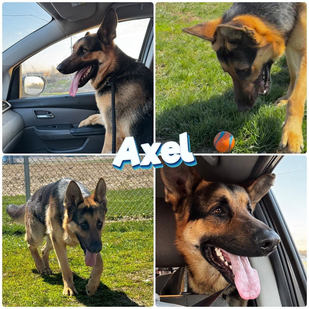 AXEL - CALL FOR APPT - German Shepherd Dog available for adoption