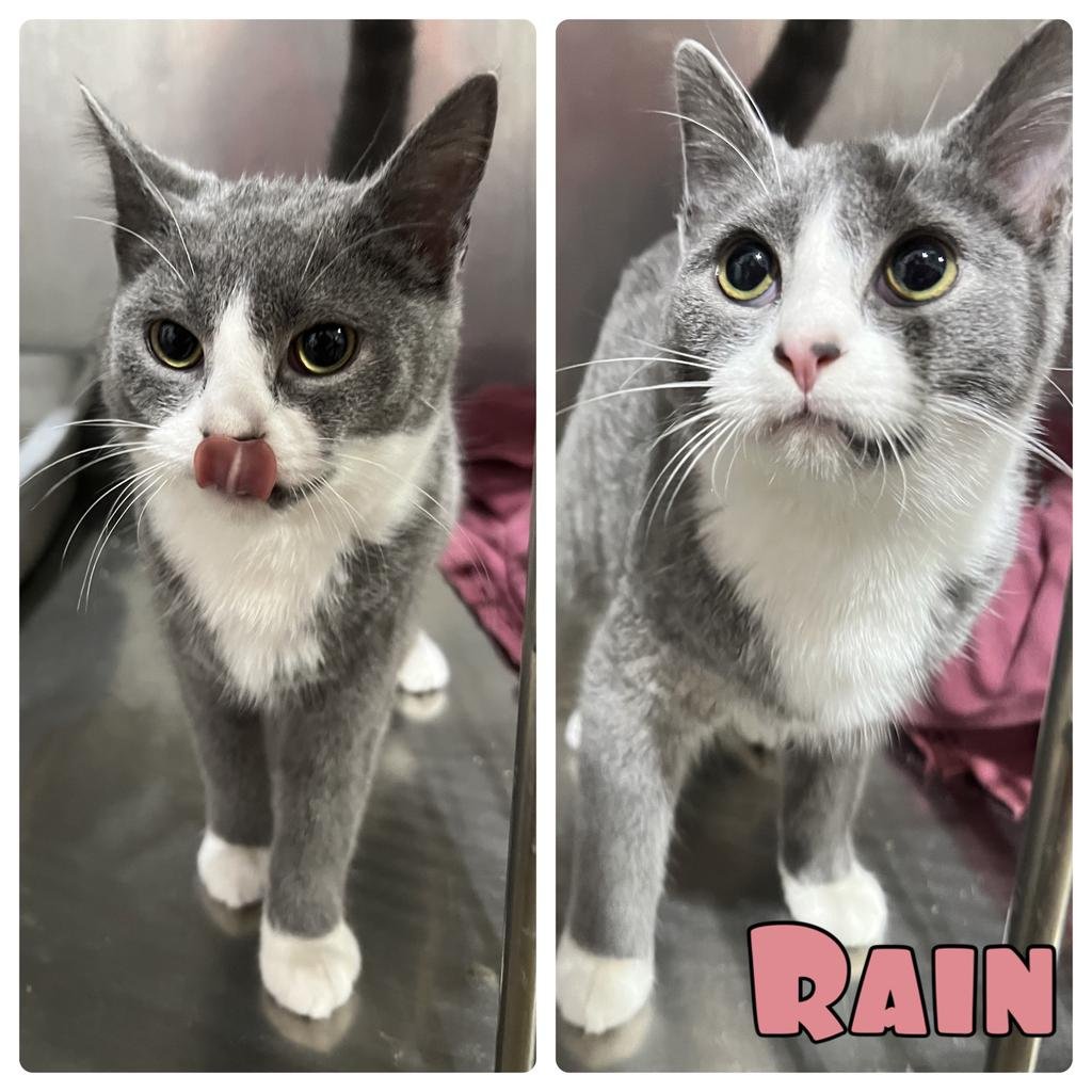 RAIN - Domestic Short Hair available for adoption