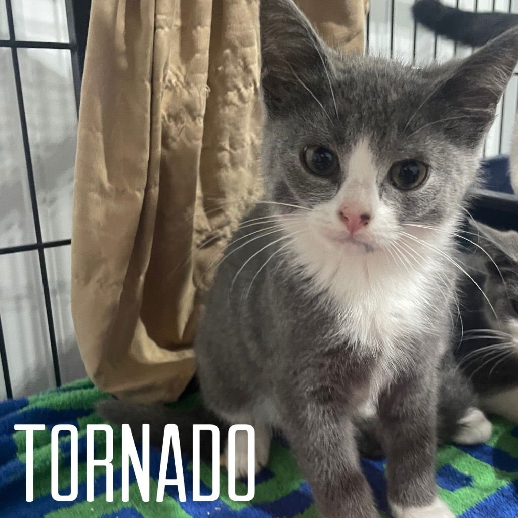 RAIN - Domestic Short Hair available for adoption