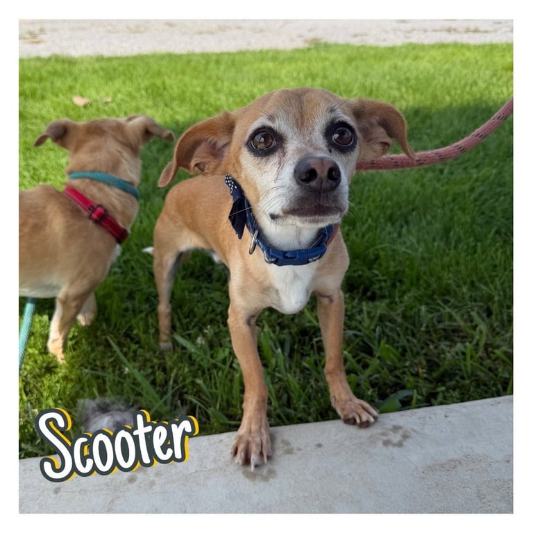 Scooter Image