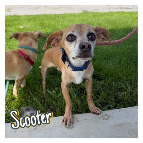 SCOOTER - Chihuahua / Dachshund available for adoption
