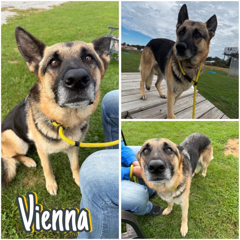 Vienna Image