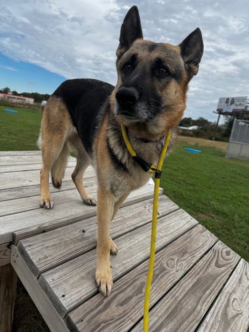 VIENNA - German Shepherd Dog available for adoption