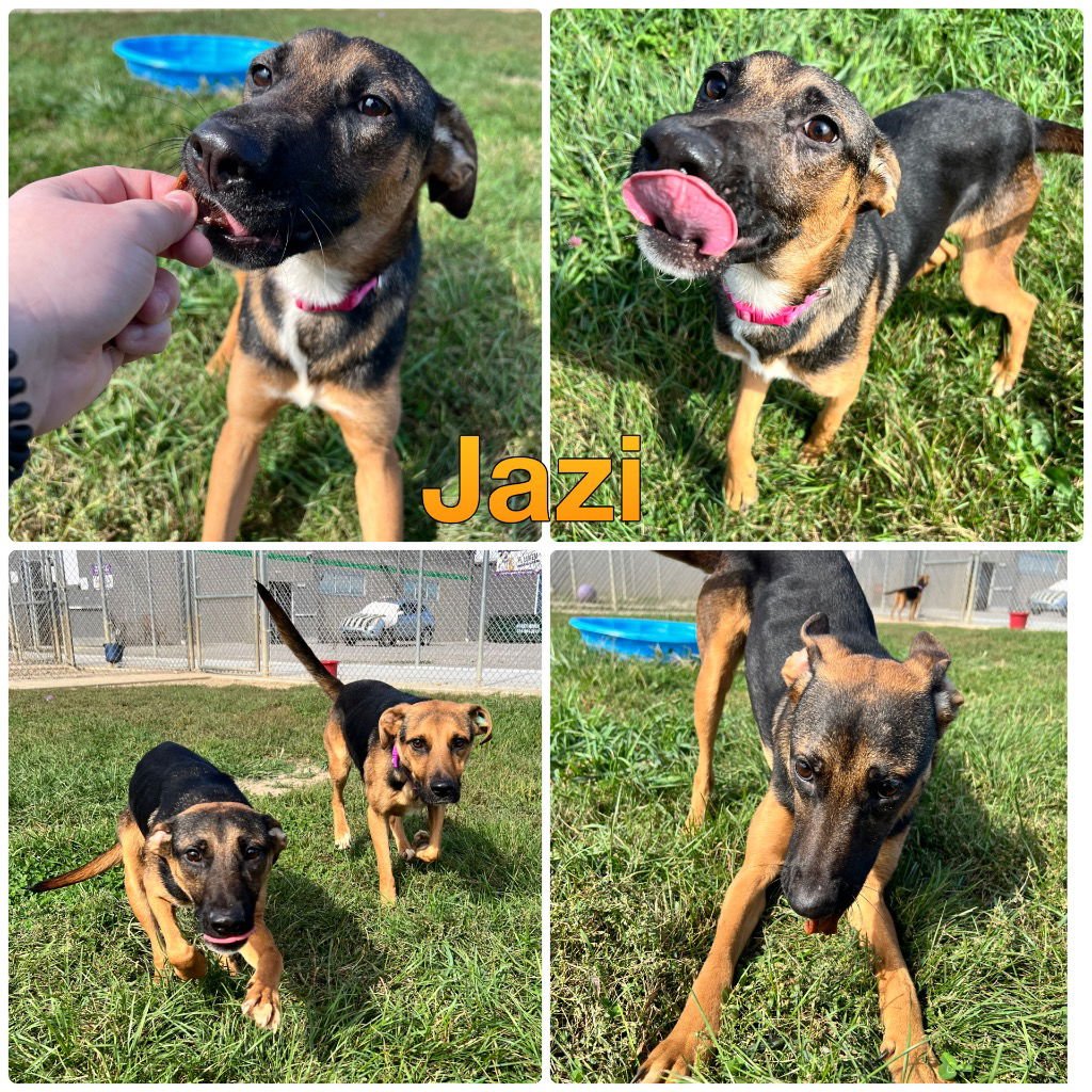 JAZI - German Shepherd Dog available for adoption