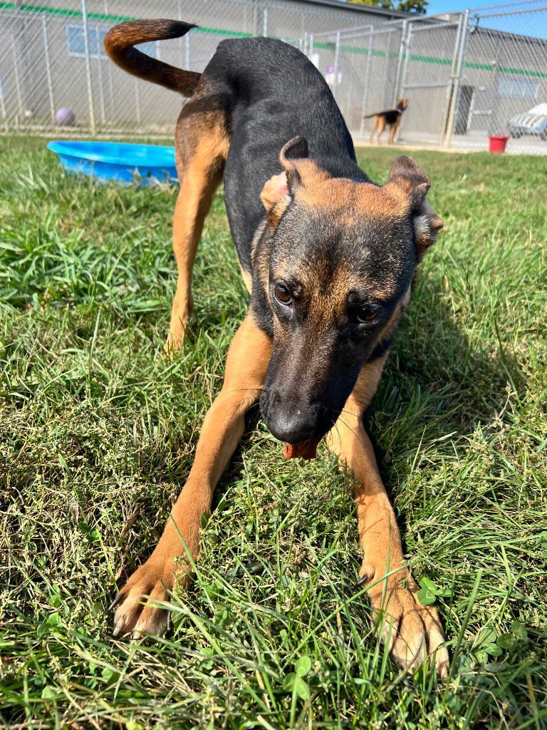 JAZI - German Shepherd Dog available for adoption