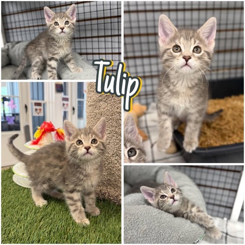 TULIP - Domestic Short Hair available for adoption