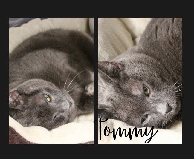 TOMMY- SHOP CAT - Domestic Short Hair available for adoption
