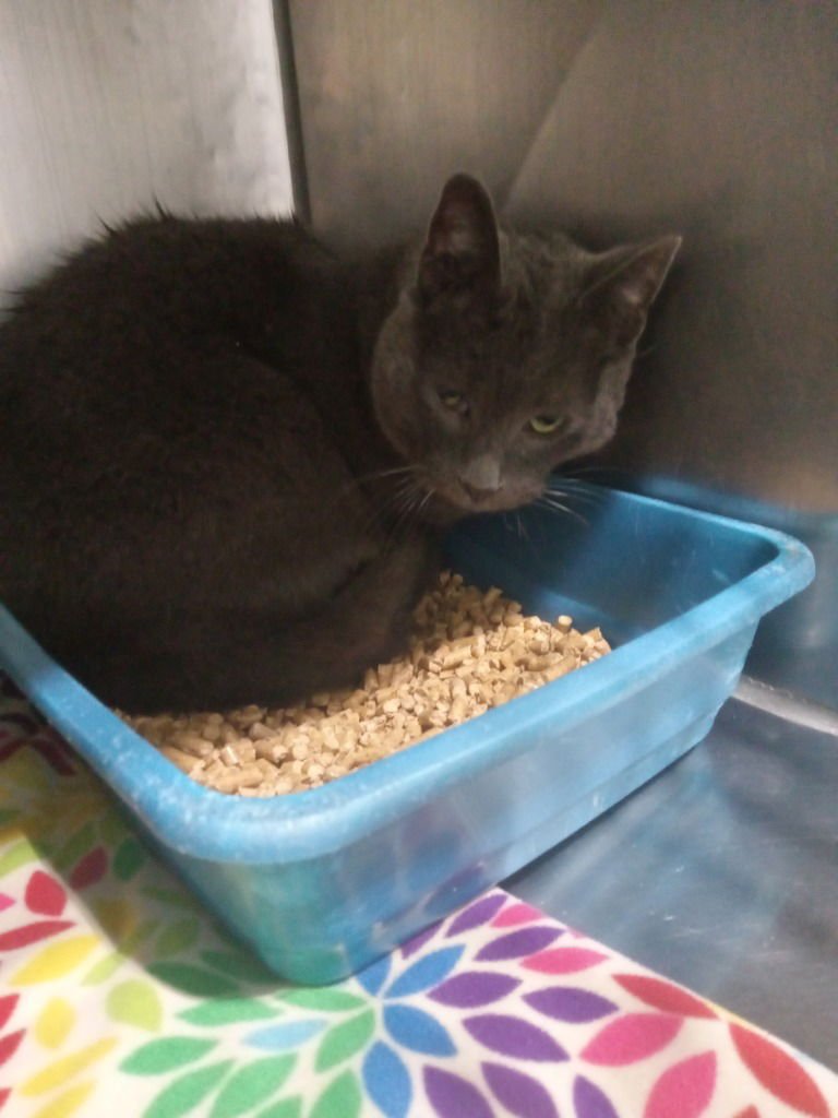 TOMMY- SHOP CAT - Domestic Short Hair available for adoption