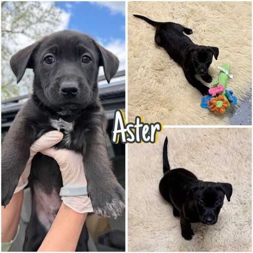 ASTER