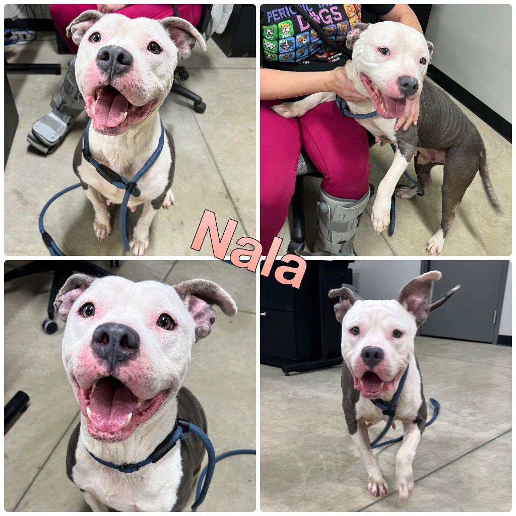 NALA - American Staffordshire Terrier available for adoption