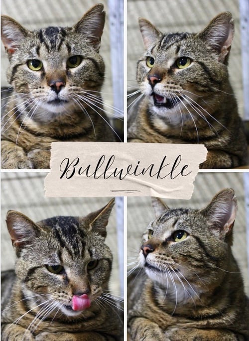 BULLWINKLE FEE WAIVED - Domestic Short Hair available for adoption