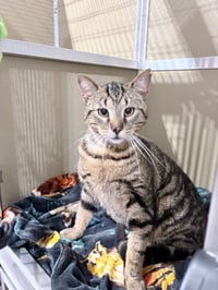 Bullwinkle Fee Waived - Photo 2