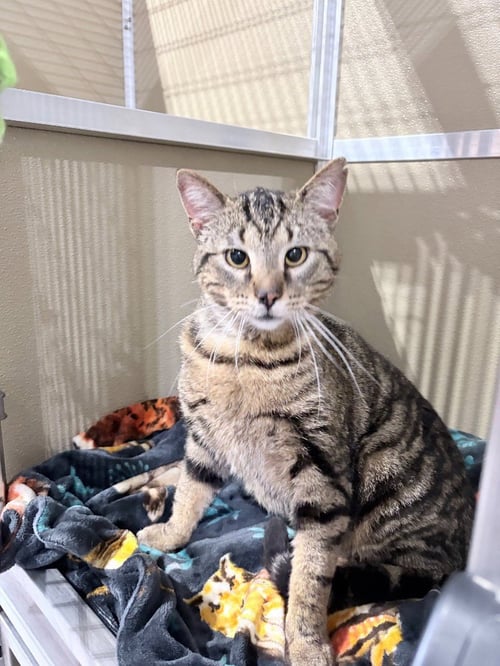 BULLWINKLE FEE WAIVED - Domestic Short Hair available for adoption