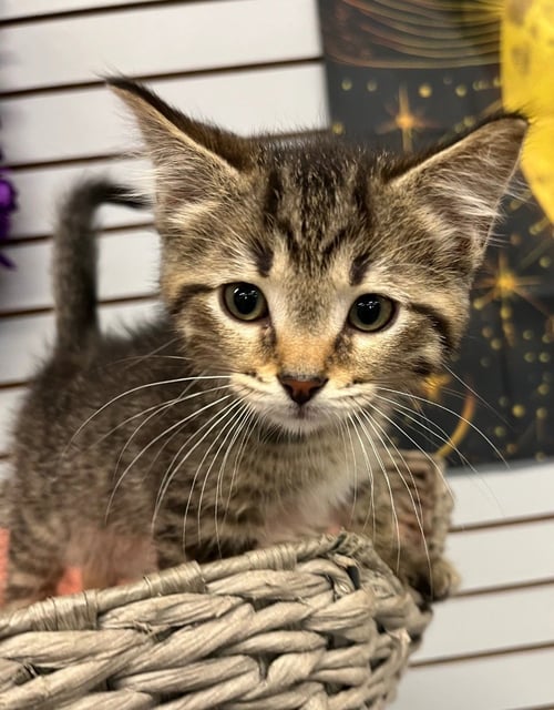 CHICO-FIL-A - Domestic Short Hair for adoption in Fort Wayne