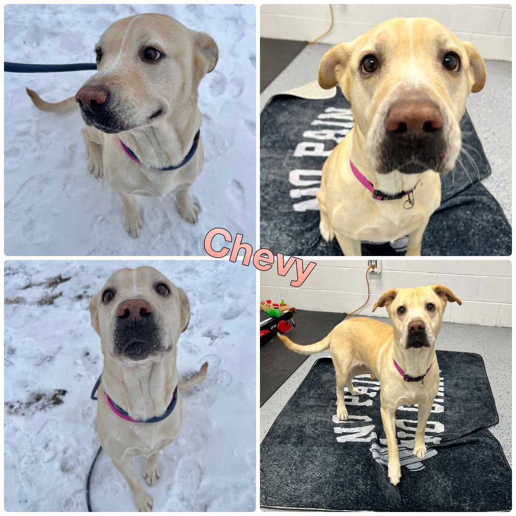 CHEVY - Labrador Retriever / American Staffordshire Terrier for adoption in Fort Wayne