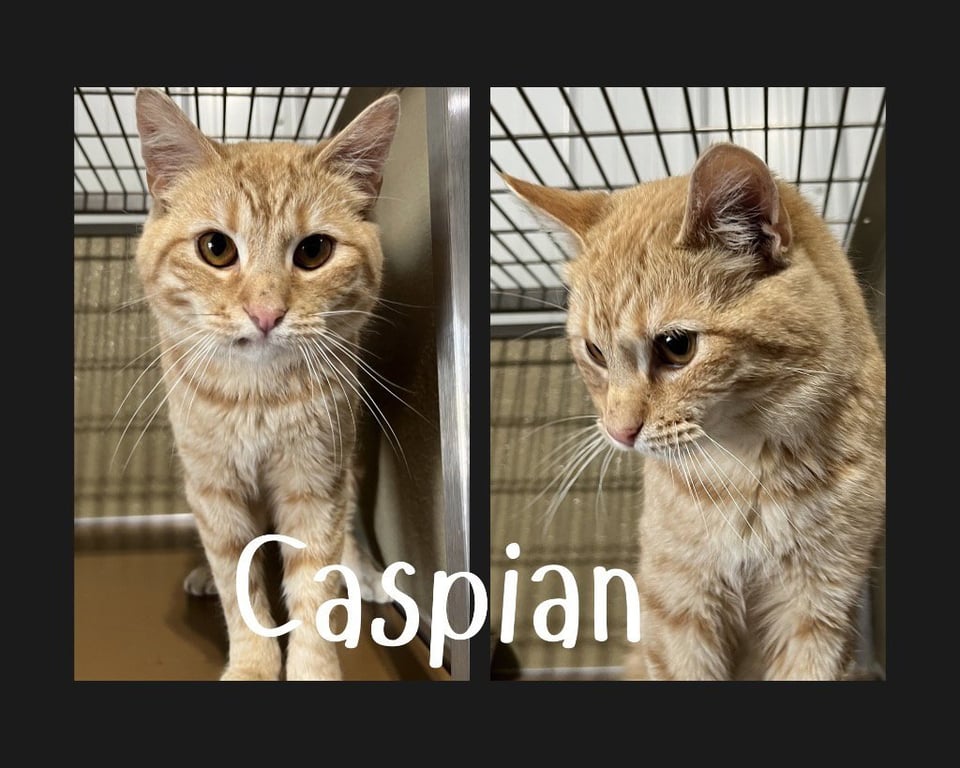 Caspian Image