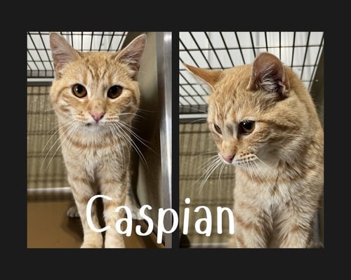 CASPIAN - Domestic Short Hair available for adoption