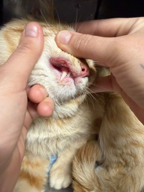 CASPIAN - Domestic Short Hair available for adoption