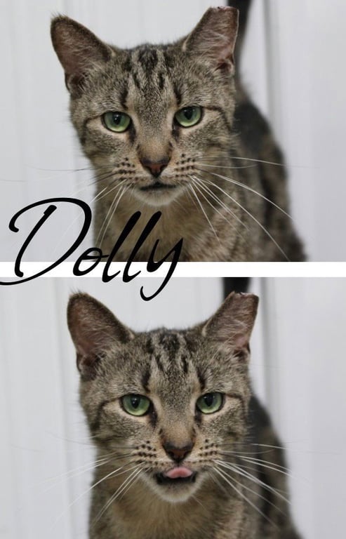 Dolly Image