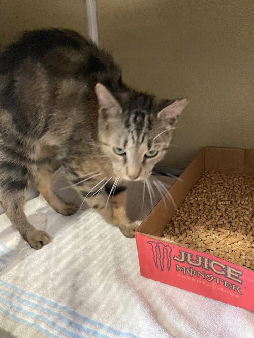 DOLLY - Domestic Short Hair available for adoption