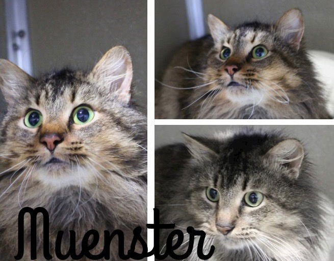 MUENSTER - Domestic Medium Hair available for adoption