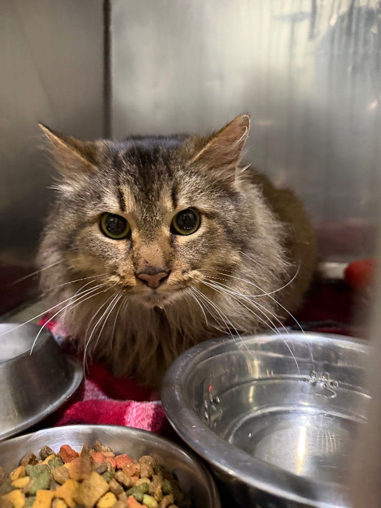 MUENSTER - Domestic Medium Hair available for adoption