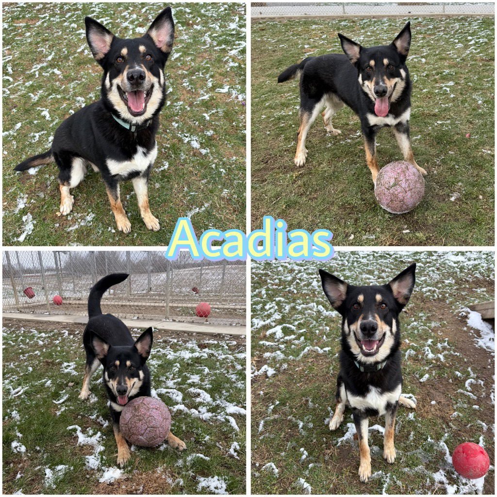 ACADIAS - German Shepherd Dog available for adoption