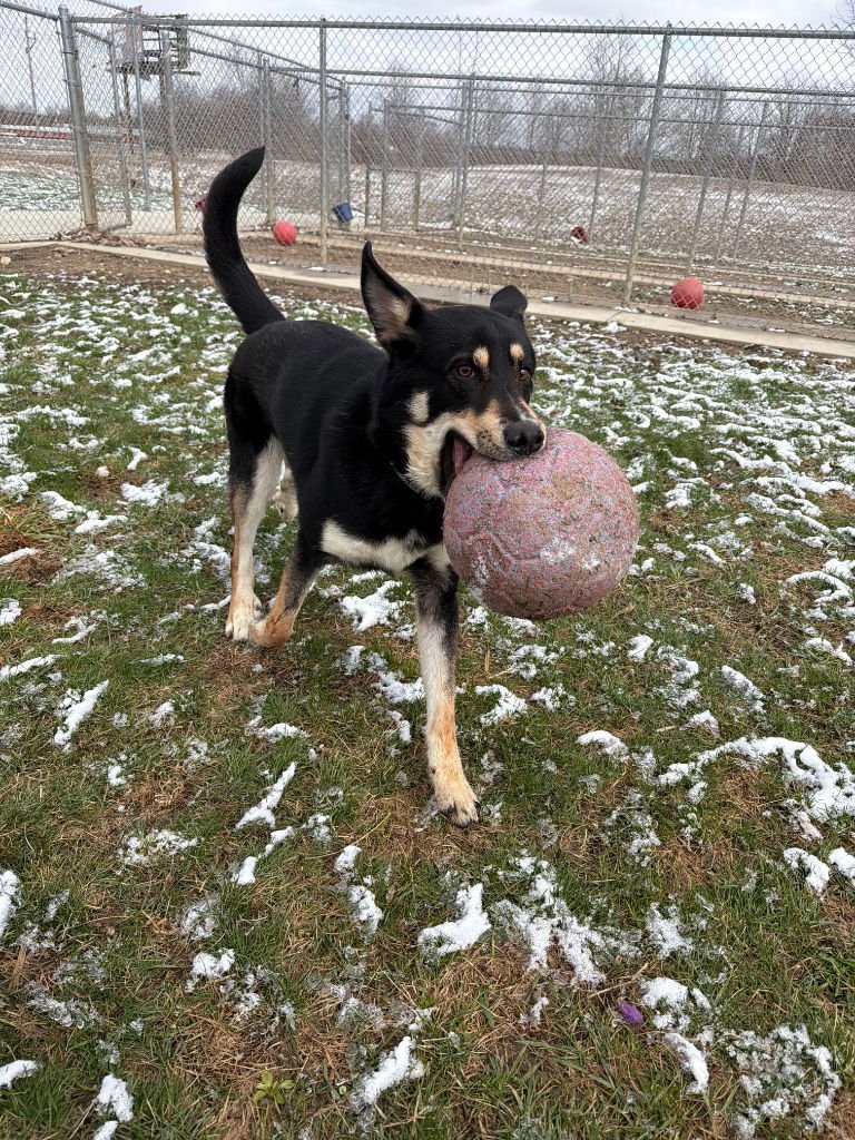 ACADIAS - German Shepherd Dog available for adoption
