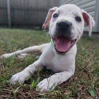 Maraca - In Foster - Call for Appt - Photo 3