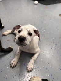 Maraca - In Foster - Call for Appt - Photo 4