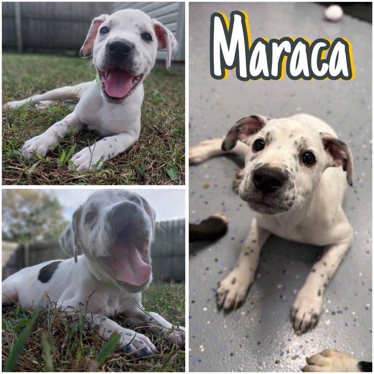 Maraca - In Foster - Call for Appt Image