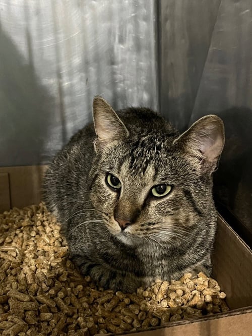 CLIFFORD - Domestic Short Hair available for adoption