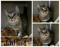 Clifford - Photo 1