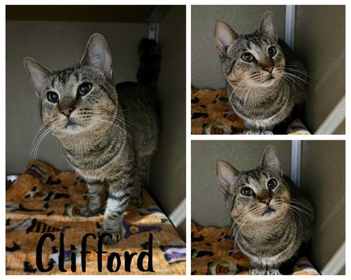 CLIFFORD - Domestic Short Hair available for adoption