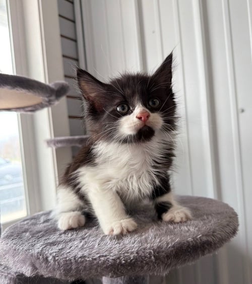 SHRIMP - Domestic Medium Hair available for adoption