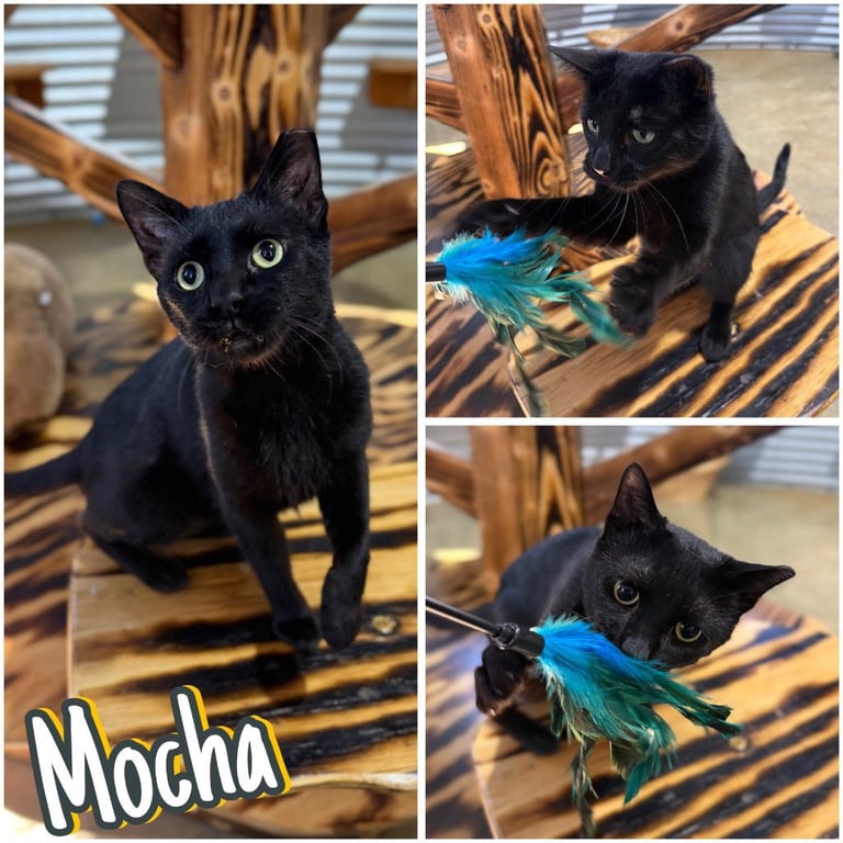Mocha- SPONSORED- silo Image
